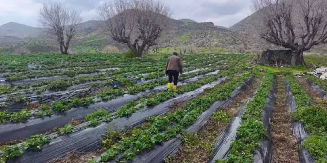 Reçellerin gözdesi sason çileğinin hasadı gecikti: Hangi hastalıklara iyi geliyor, faydaları neler? 1